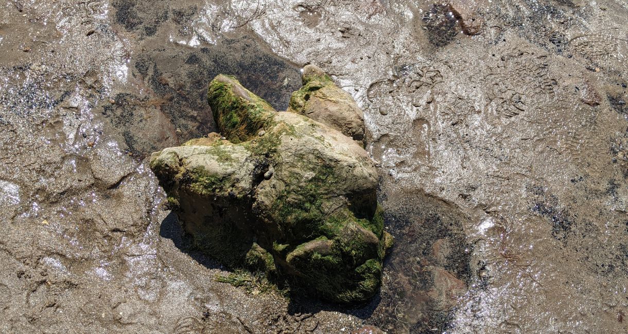 Dinosaur footprint on the Isle of Wight